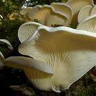 Angel's Wing Mushrooms
