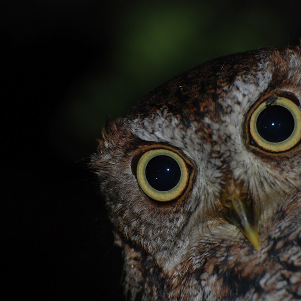 The Owls of Florida Project Noah