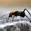 Large Golden Spiny Ant