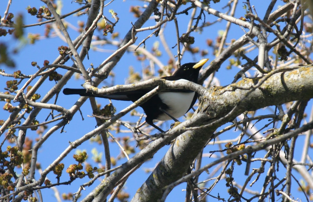 yellow billed magpie
