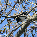 yellow billed magpie
