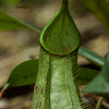 Pitcher Plant