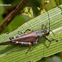 Gafanhoto brasileirinho (Soldier Grasshopper or Lubber Grasshopper)