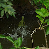 J.c Lizard running in water