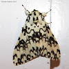 Black and White Tiger Moth