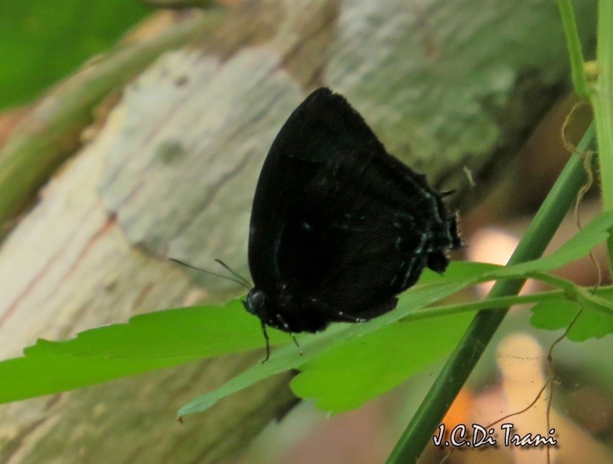 Pale-clubbed Greatstreak butterfly