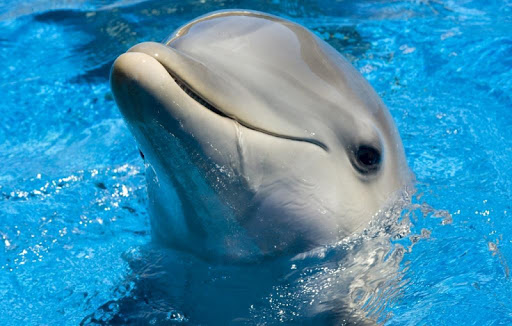 Cute Dolphin Wallpapers HD