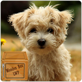 puppy dogs live wallpaper apk Download Android APK GAMES amp; APPS for 