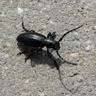 Blister Beetle