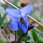 Wood Violet