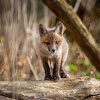 Red Fox Kit