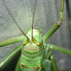 Common true katydid (female)