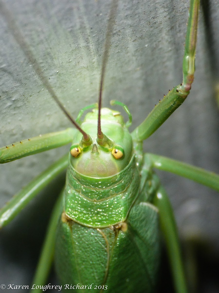 Common true katydid (female)
