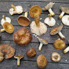 Russula mutabilis (Sweet-foul smelling Russula)