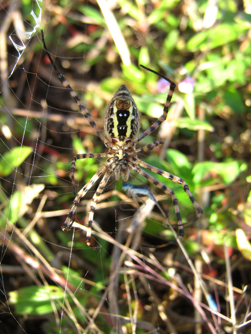 Banded Garden Spider