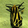 Harnessed Moth