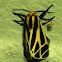 Harnessed Moth