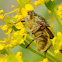 Golden dung fly