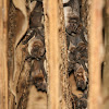 Angolan Free-tailed Bat