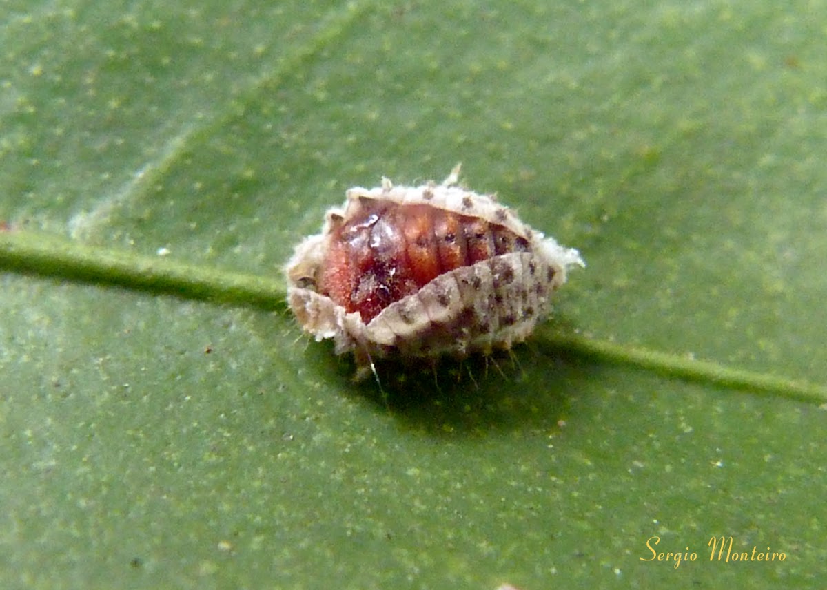 Ladybug larva molting