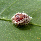 Ladybug larva molting