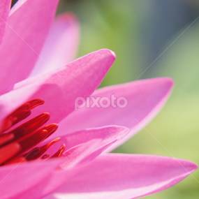 The Pinkish Lotus by Shawalfitri Safar - Flowers Flowers in the Wild