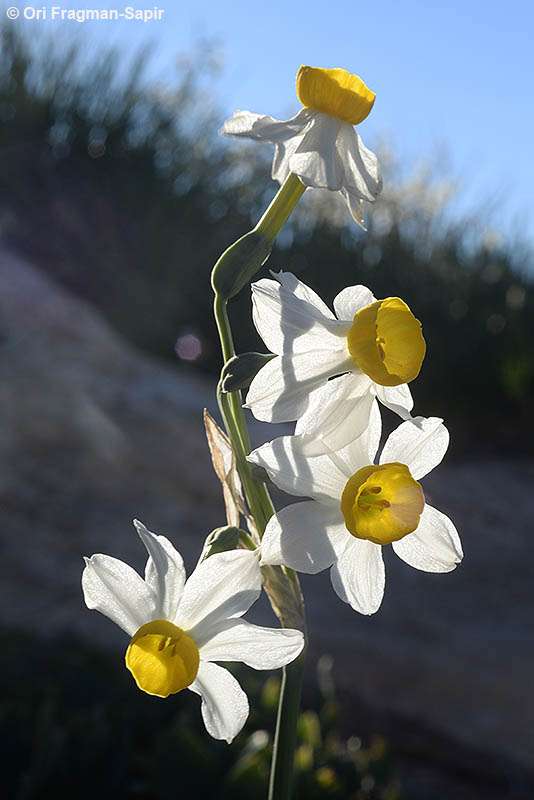 Common Narcissus