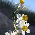 Common Narcissus