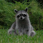 mapache - raccoon
