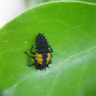 Ladybug larvae
