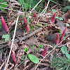 Spotted Coralroot Orchid (sprouting)