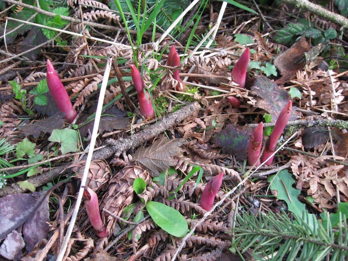 Spotted Coralroot Orchid (sprouting)