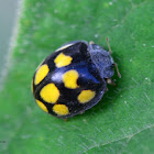 Phytophagous Ladybird