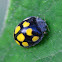 Phytophagous Ladybird