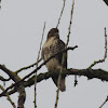 Red-tailed hawk