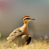 Indian courser