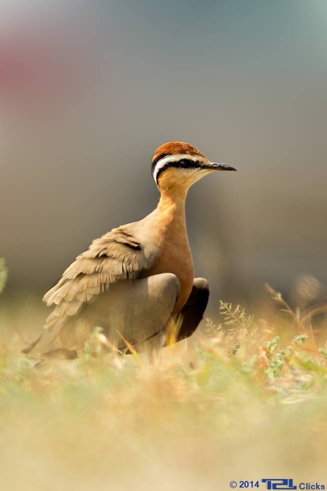 Indian courser