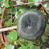 Unknown green   mushroom
