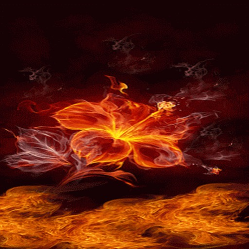 FLAMING FLOWER LIVE WALLPAPER LOGO-APP點子