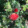 Bottlebrush