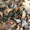 White tailed deer scat