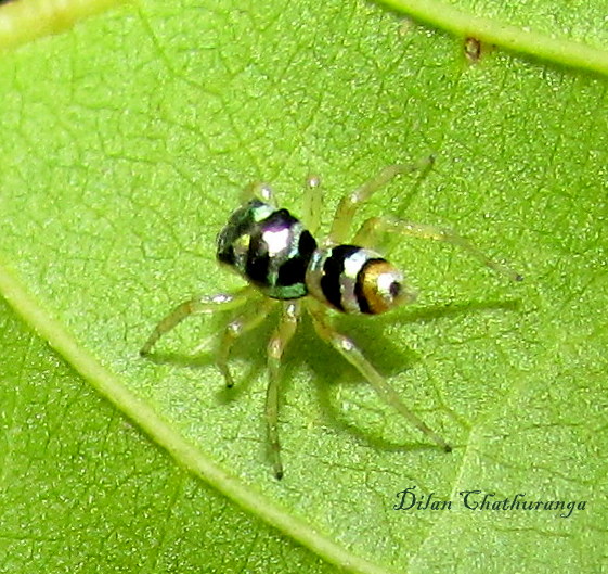 Banded Phintella
