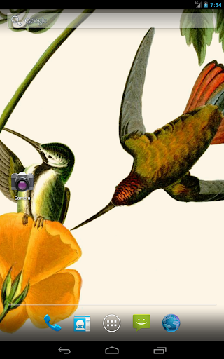 免費下載生活APP|Audubon's Hummingbirds Live WP app開箱文|APP開箱王