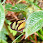 Borboleta-de-vidro (Glass butterfly)