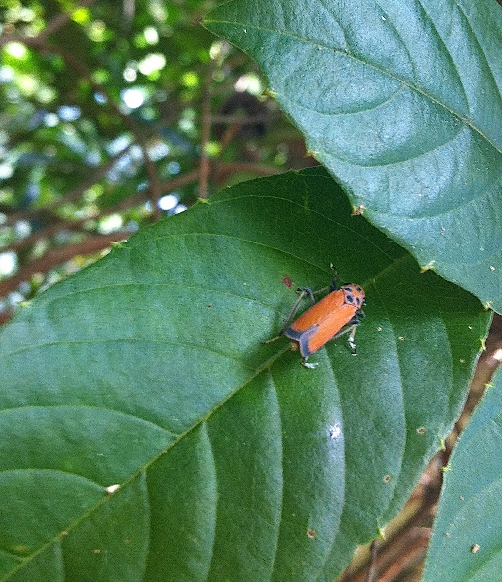 Orange Leafhopper or Black Tipped Sharpshooter