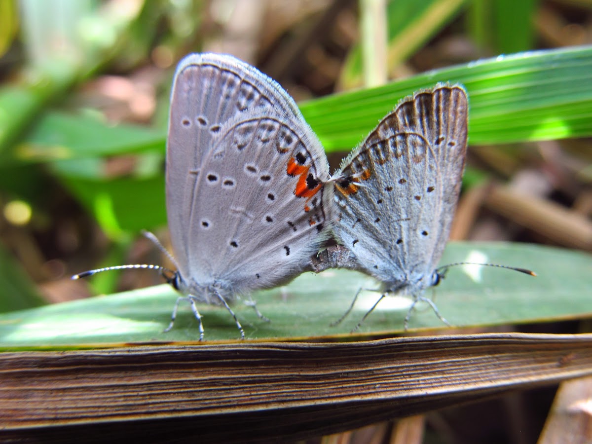 Mating Eastern Tailed-Blue