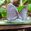 Mating Eastern Tailed-Blue