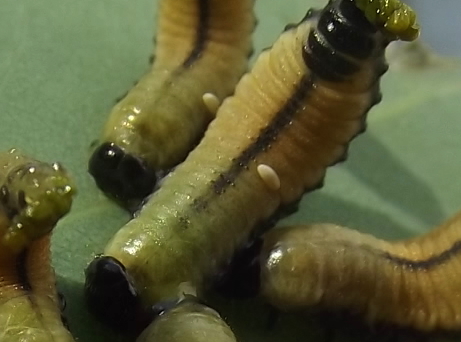 Beetle larvae with parasite eggs