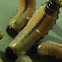 Beetle larvae with parasite eggs