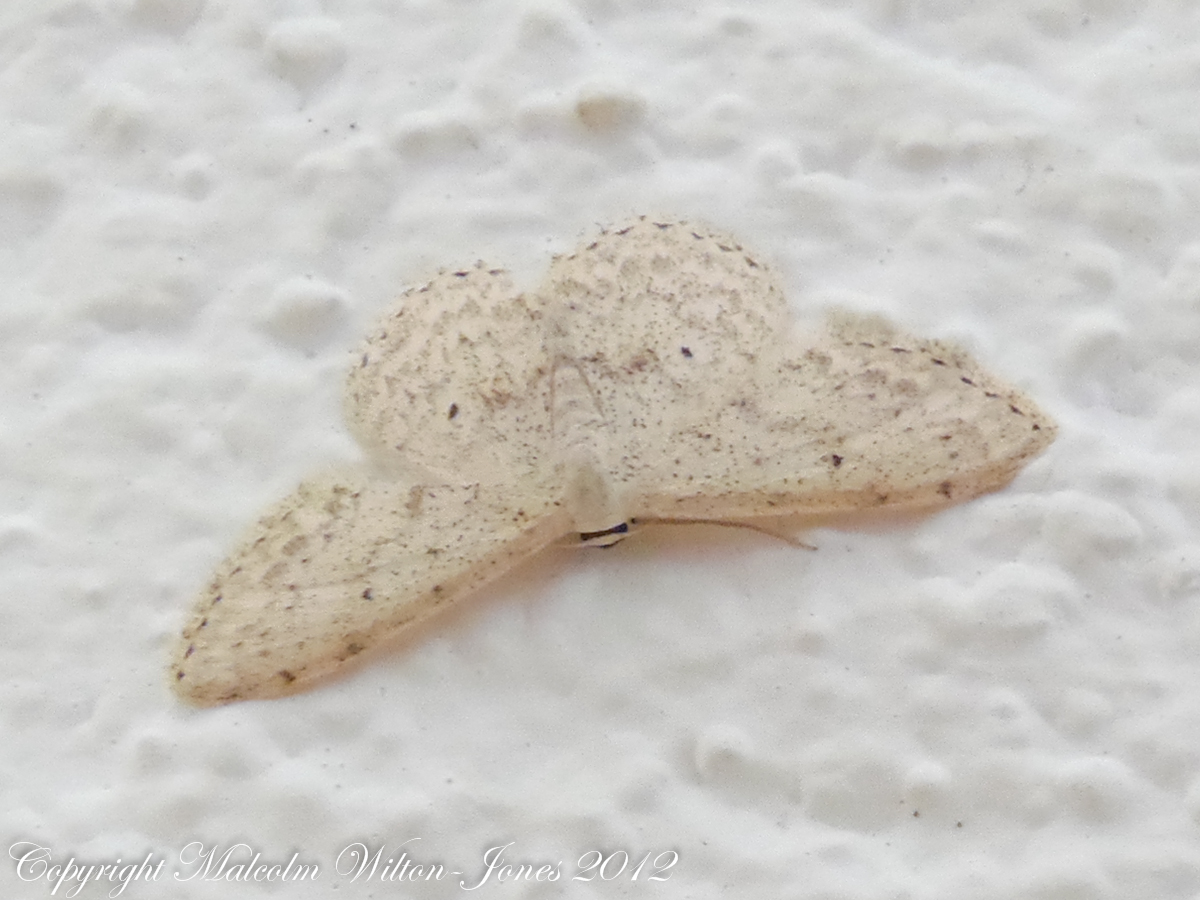 Small Fan-footed Wave Moth ♂